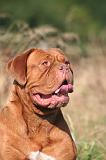 DOGUE DE BORDEAUX 462